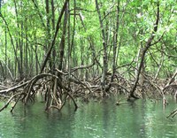 Por unanimidade, STF diz que é inconstitucional norma que revogou proteção a manguezais.